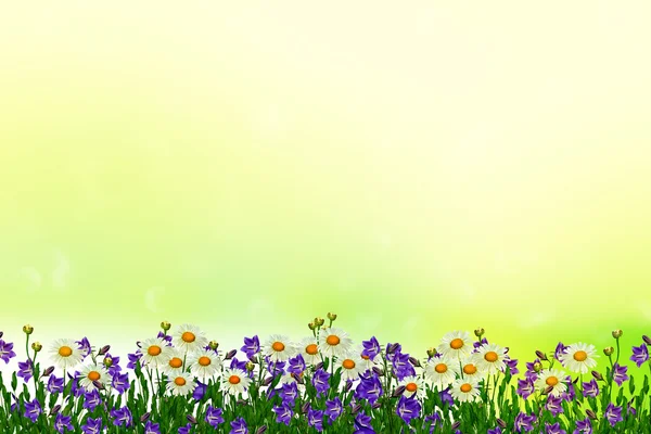 Field daisy flowers and bells — Stock Photo, Image