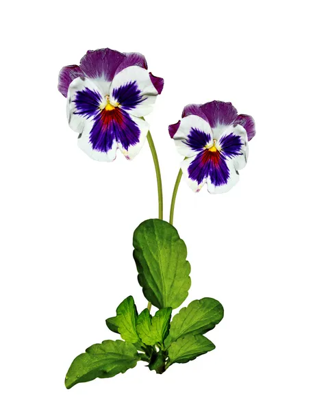 Pensé violett med gröna blad på vit bakgrund — Stockfoto