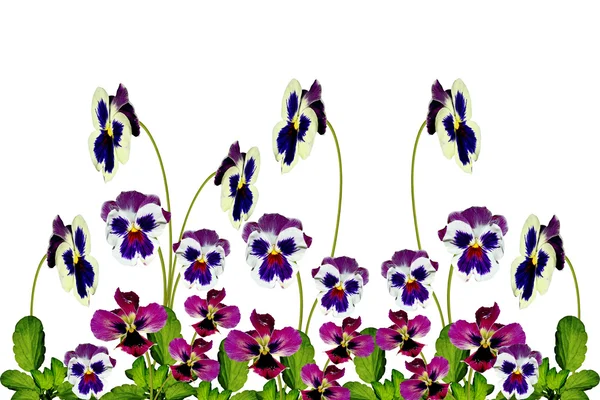 Pansy fioletowe z zielonych liści na białym tle — Zdjęcie stockowe