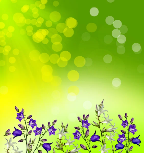 Fundo floral de flores bluebells — Fotografia de Stock