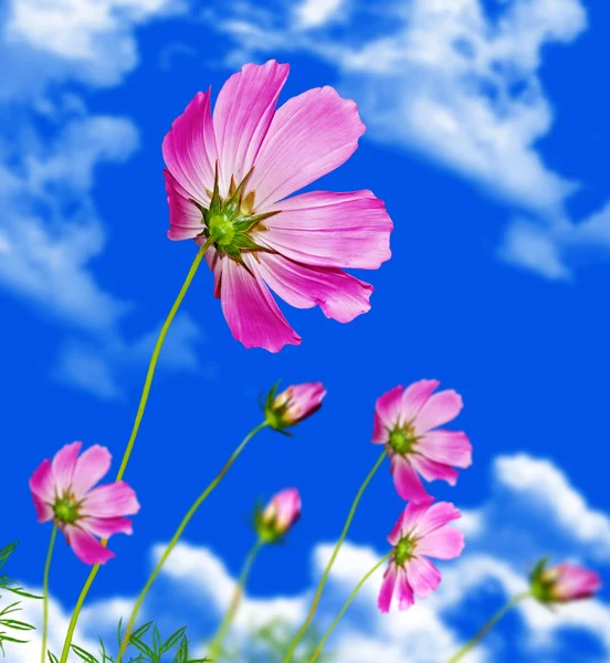 Cosmos flowers — Stock Photo, Image