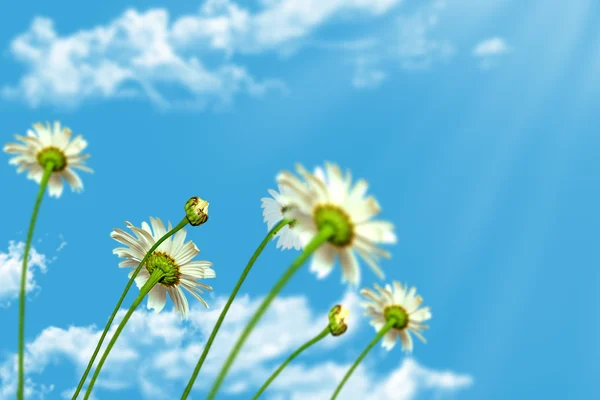 Fiori margherita su sfondo cielo blu — Foto Stock