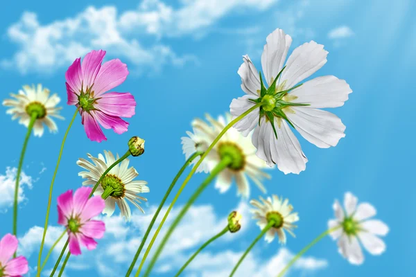 Fiori margherita su sfondo cielo blu — Foto Stock