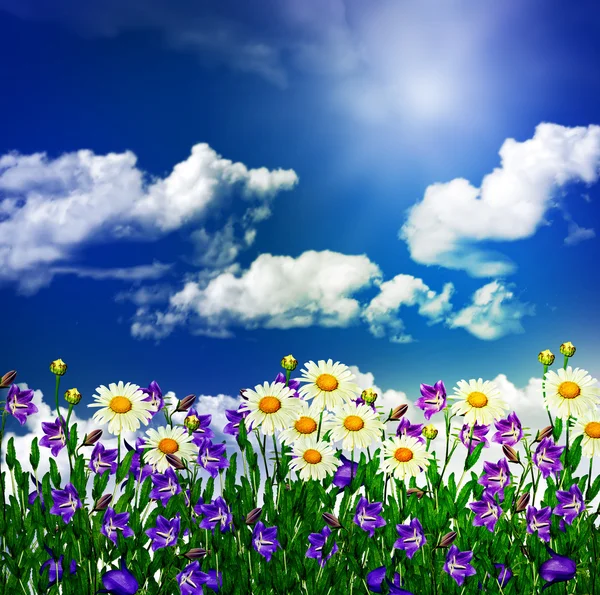 Gänseblümchen Blumen und Glocken vor blauem Himmel mit Wolken — Stockfoto