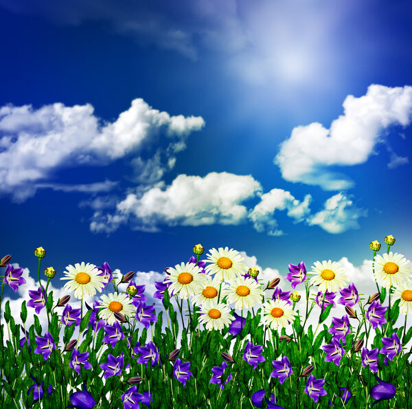 Daisy flowers and bells on a background of blue sky with clouds