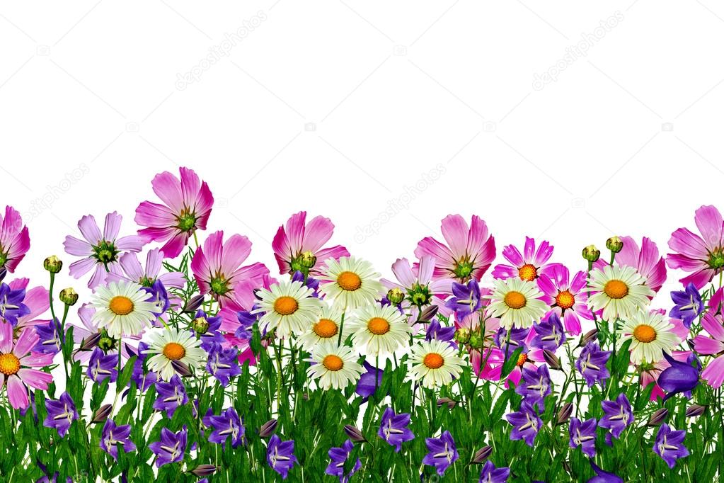 Field daisy flowers and bells isolated on white background