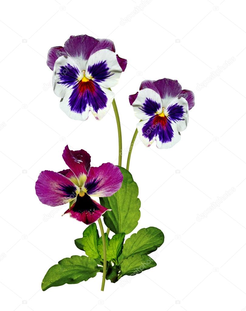 Pansy Violet with Green Leaves on white background