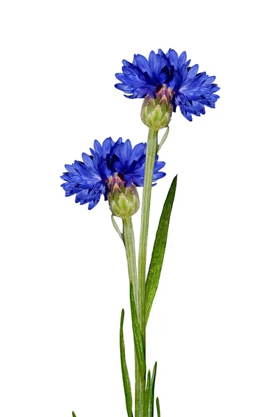 Flowers cornflowers isolated on white background — Stock Photo, Image