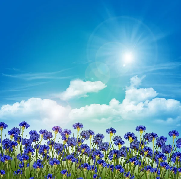 Flowers cornflowers on a background of blue sky with clouds — Stock Photo, Image