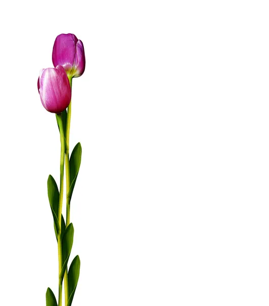 Fleurs de tulipes isolées sur fond blanc — Photo