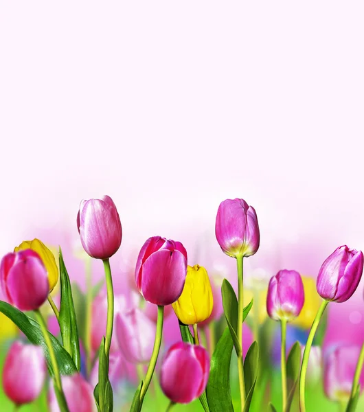 Bloemen tulpen — Stockfoto