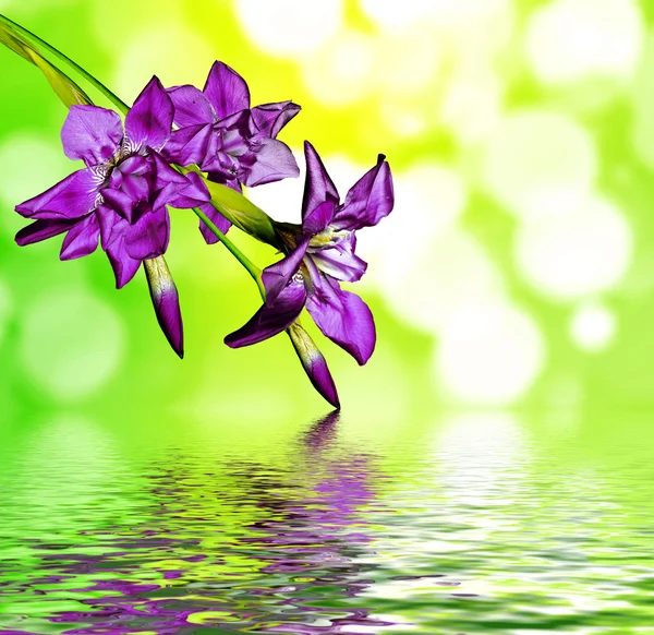 Flori irise — Fotografie, imagine de stoc