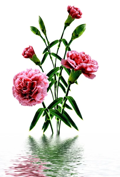 Μπουκέτο λουλούδια γαρύφαλλο — Φωτογραφία Αρχείου