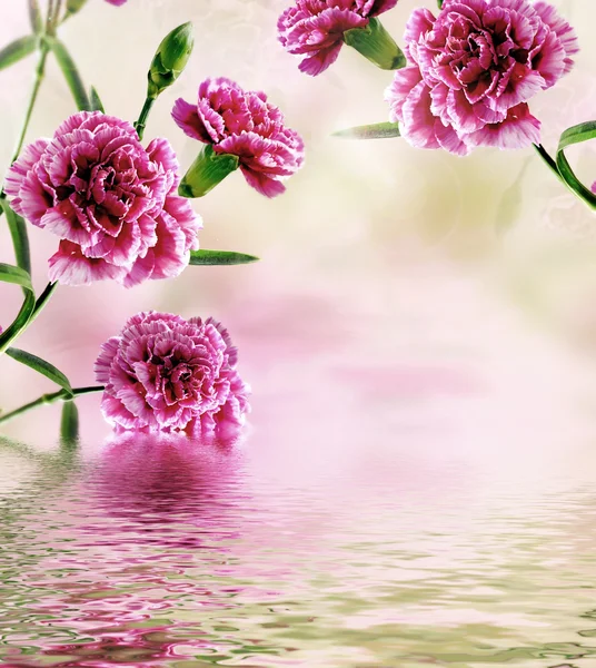Цветы гвоздики, отраженные в воде — стоковое фото