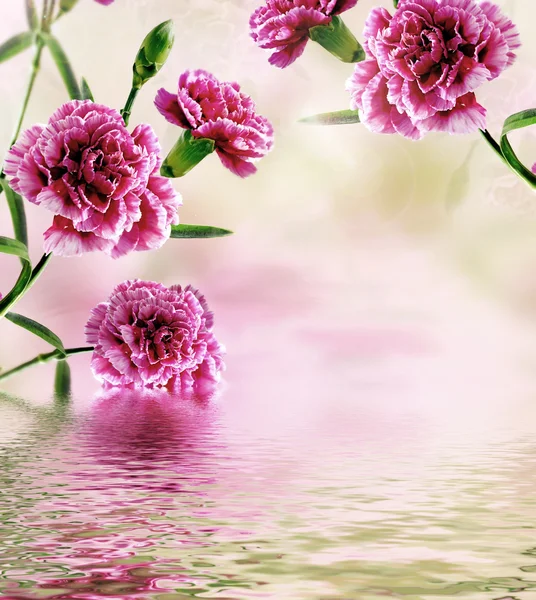 Fiori di garofano riflessi nell'acqua — Foto Stock