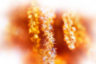 Parlak renkli otlarla dolu sonbahar manzarası. Hint yazı. Bitki.