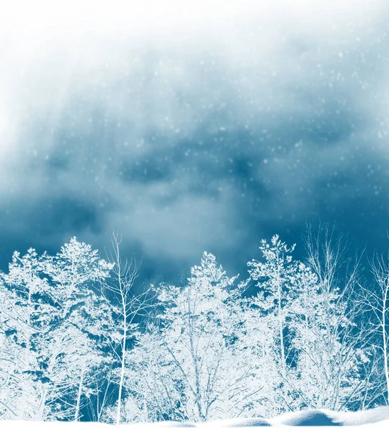 Mrożony Las Zimowy Pokrytymi Śniegiem Drzewami Zewnątrz Kartka Okolicznościowa — Zdjęcie stockowe