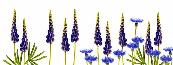 Naturalne Tło Kwiatowe Żywych Kwiatów Letnie Pąki Dzikich Kwiatów Przyroda — Zdjęcie stockowe