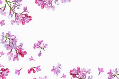 bahar çiçekleri beyaz arkaplanda yalıtılmış leylak. 