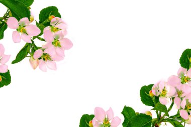 Elmanın çiçek açan dalı beyaz bir arka planda izole edilmiş. Doğa