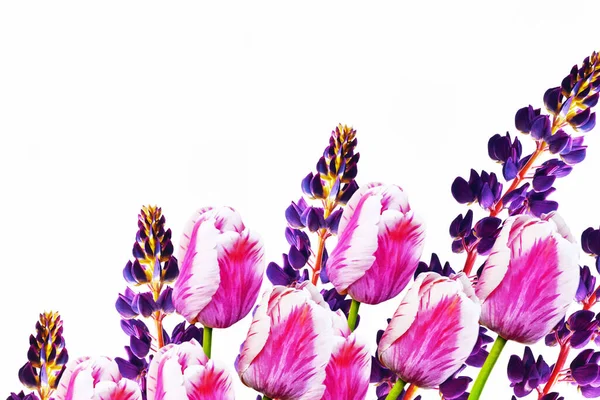 Wenskaart Lentebloemen Tulpen Lupine Geïsoleerd Witte Achtergrond Bloemenverzameling — Stockfoto