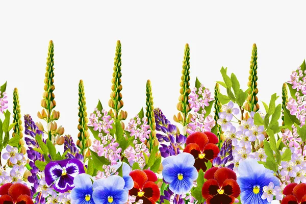 생동감넘치는 꽃들의 자연적 야생화 봉오리 — 스톡 사진