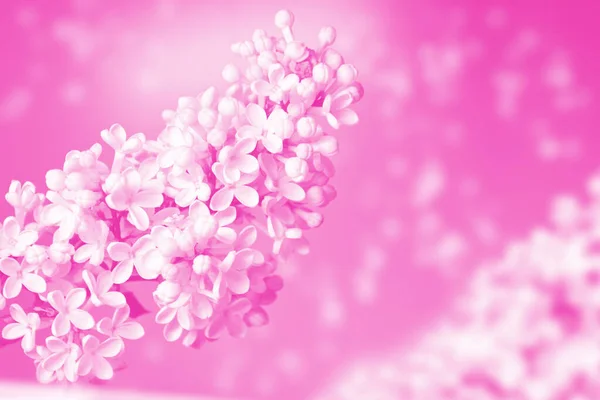 ライラックの開花の春の枝 美しい紫色のライラックの花 トーン写真 — ストック写真