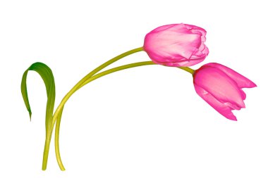 Buket. Tebrik kartı. Beyaz arka planda yalıtılmış bahar çiçekleri laleleri. Çiçek koleksiyonu. 