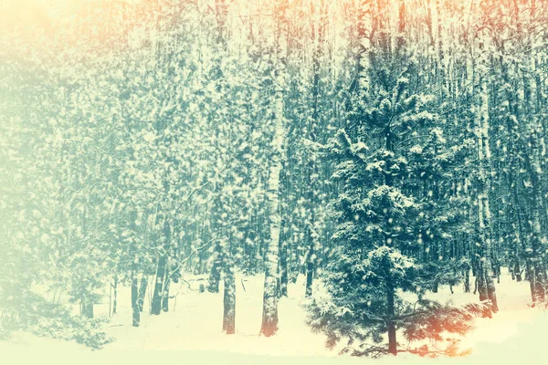 Fagyasztott Téli Erdő Havas Fákkal Szabadtéri — Stock Fotó