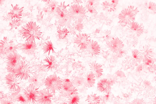 Abstrakter Floraler Hintergrund Bunte Helle Blume Dahlie Isoliert Auf Weißem — Stockfoto