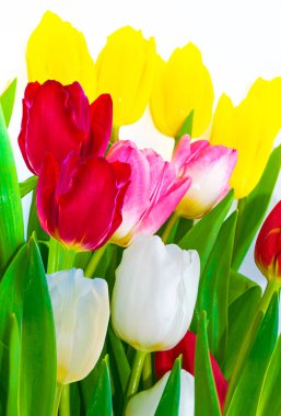 Tebrik kartı. Beyaz arka planda yalıtılmış bahar çiçekleri laleleri. Çiçek koleksiyonu. 