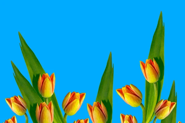 Wiosenne Kwiaty Tulipany Izolowane Niebieskim Tle Zbiory Kwiatowe — Zdjęcie stockowe