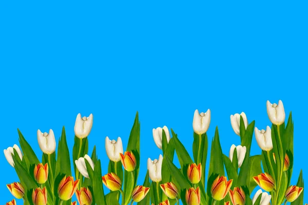 Fleurs Printanières Tulipes Isolées Sur Fond Bleu Collection Florale — Photo