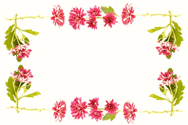 Färgglada Höst Blommor Krysantemum Vit Bakgrund Blommig Sammansättning — Stockfoto