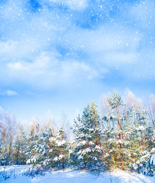 Foresta Invernale Ghiacciata Con Alberi Innevati All Aperto — Foto Stock