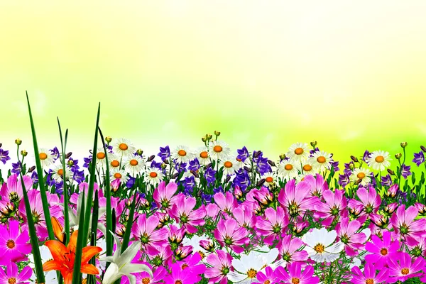 필드 데이지 꽃과 종소리 — 스톡 사진