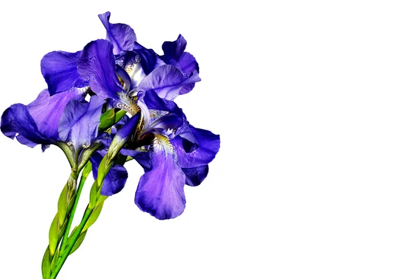 Iris Blumen isoliert auf weißem Hintergrund — Stockfoto