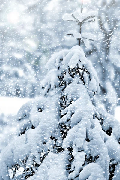 Bosque de invierno — Foto de Stock