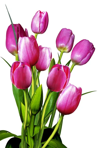 Bouquet of pink tulips isolated on white background — Stock Photo, Image