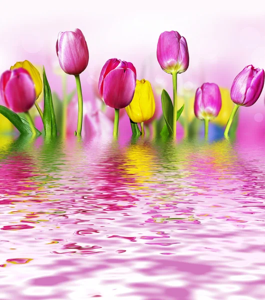 Flowers tulips — Stock Photo, Image