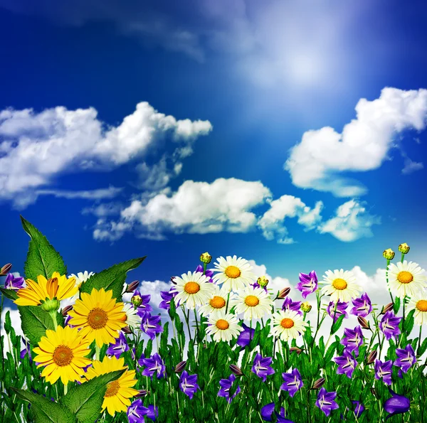 Daisy blommor och klockor på en bakgrund av blå himmel med moln — Stockfoto