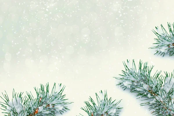 冬の背景には雪がモミの枝を覆っていた グリーティングカード — ストック写真