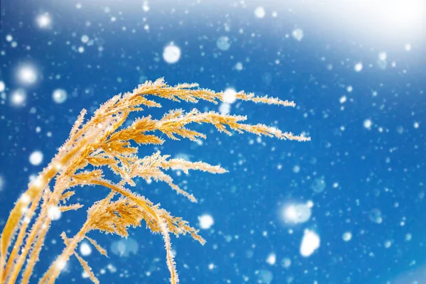 Wazig Bevroren Gras Winter Abstracte Achtergrond Landschap Buiten — Stockfoto