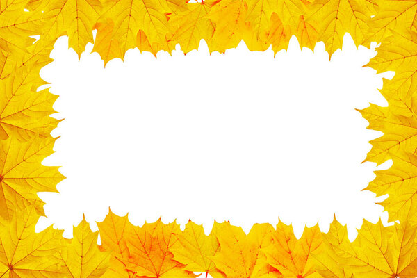 frame. Bright autumn maple leaf on a white background. foliage. Fall concept