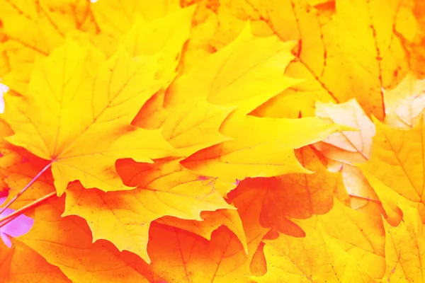 Herfst Landschap Met Felgekleurde Bladeren Indiase Zomer Gebladerte — Stockfoto