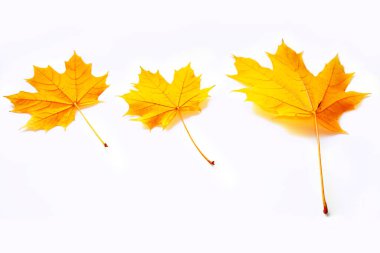 Beyaz arka planda parlak bir sonbahar akçaağaç yaprağı. Yapraklar. Sonbahar kavramı