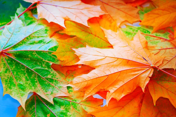 Paisaje Otoño Con Hojas Colores Brillantes Verano Indio Follaje —  Fotos de Stock