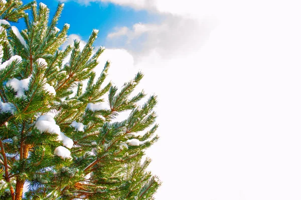 Bevroren Winterbos Met Besneeuwde Bomen Buiten — Stockfoto