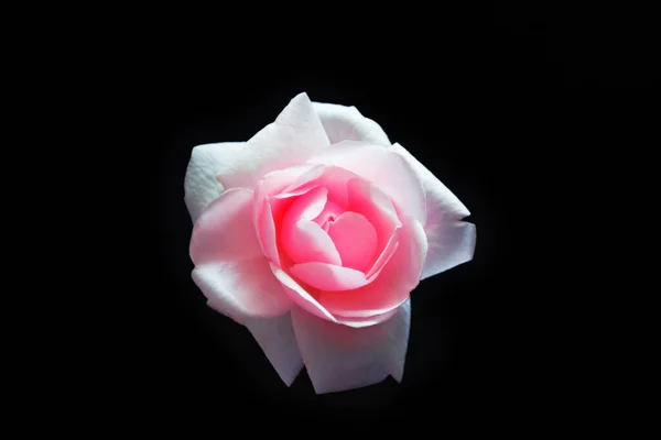 黒い背景に花芽のバラ — ストック写真