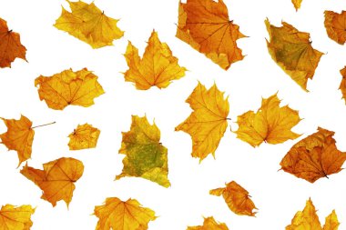 Beyaz arka planda parlak bir sonbahar akçaağaç yaprağı. Yapraklar. Sonbahar konsepti. Ayarla 